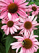 ECHINACEA PURPUREA ELTON KNIGHT