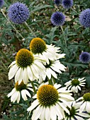 ECHINACEA WHITE SWAN,  & ECHINOPS TAPLOW BLUE,  HARDY PERENNIALS,  PLANT ASSOCIATION