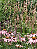 ECHINACEA,  AGASTACHE & PERSICARIA,  HARDY PERNNIALS IN ASSOCIATION.