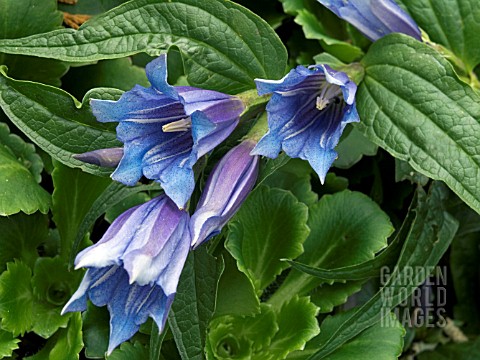 GENTIANA_ASCLEPIADEA__WILLOW_LEAVED_GENTIAN