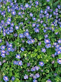 GERANIUM WALLICHIANUM BUXTONS VARIETY