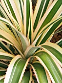 ANANAS COMOSUS AUREOMARGINATA,  ORNAMENTAL PINEAPPLE.