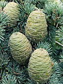 CEDRUS ATLANTICA GLAUCA,