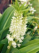 EUCOMIS AUTUMNALIS,  HARDY BULB