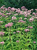 EUPATORIUM PURPUREUM