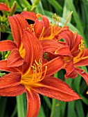 HEMEROCALLIS STAFFORD