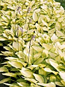 HOSTA FORTUNEI GOLD STANDARD,  HARDY PERENNIAL