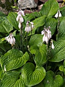 HOSTA SIEBOLDIANA VAR ELEGANS,  HARDY PERENNIAL