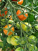 LYCOPERSICON ESCULENTUM,  TOMATO TRIAL VARIETY 539,  CHERRY TYPE