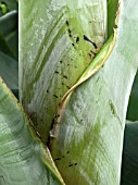 MUSA CAVENDESHII,  BANANA,  LEAF DETAIL