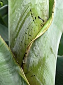 MUSA CAVENDESHII,  BANANA,  LEAF DETAIL