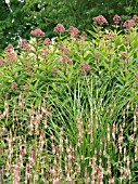 PERSICARIA,  MISCANTHUS & EUPATORIUM