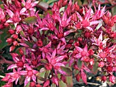 SEDUM SPURIUM SCHORNBUSSER BLUT
