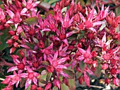 SEDUM SPURIUM SCHORNBUSSER BLUT