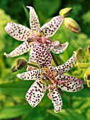 TRICYRTIS FORMOSANA,