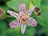 TRICYRTIS FORMOSANA,  TOAD LILY