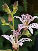 TRICYRTIS FORMOSANA,  TOAD LILY.