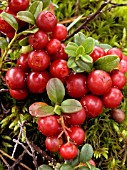 VACCINIUM VITIS IDAEA,  COWBERRY