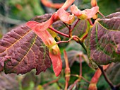 ACER CIRCINATUM,  VINE MAPLE DECIDUOUS TREE.