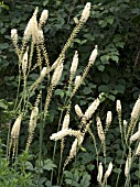 ACTAEA SIMPLEX PRICHARDS GIANT,  HARDY PERENNIAL