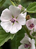 ALCEA  OFFICINALIS,  MARSH MALLOW,  HARDY BIENNIAL