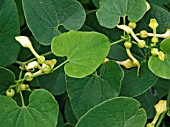 ARISTOLOCHIA CLEMATITIS,  (BIRTHWORT)