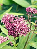 ASCLEPIAS,  MILKWEED HARDY PERENNIAL