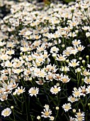 ASTER PTARMICOIDES,  UPLAND WHITE ASTER.