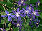 CLEMATIS ARABELLA,  DECIDUOUS CLIMBER