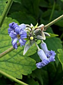 CLEMATIS HERACLEIFOLIA