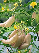 COLUTEA ARBORESCENS, (BLADDER SENNA)