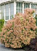 COTINUS COGGYGRIA,  SMOKE BUSH,  HELSINKI BOTANIC GARDENS