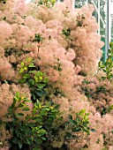 COTINUS COGGYGRIA, (SMOKE BUSH)