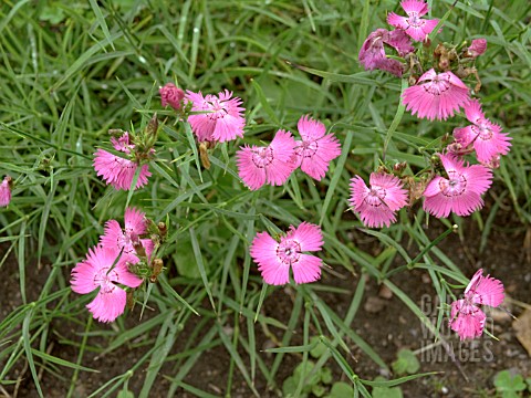 DIANTHUS_CORTHUSIANORUM__HARDY_PERENNIAL