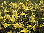 HEMEROCALLIS CITRINA,  HARDY PERENNIAL