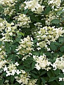 HYDRANGEA PANICULATA MUSTILA,  DECIDUOUS SHRUB