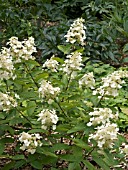 HYDRANGEA PANICULATA TARDIVA,  HARDY SHRUB