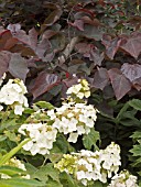 HYDRANGEA QUERCIFOLIA & CERCIS CANADENSIS FOREST PANSY,  PLANT ASSOCIATION