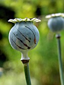 PAPAVER SOMNIFERUM (OPIUM EXTRACTION METHODS)