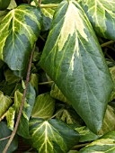 HEDERA COLCHICA SULPHUR HEART (PADDYS PRIDE)