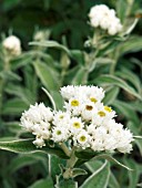 ANAPHALIS YEDOENSIS,  EVERLASTING HARDY PERENNIAL