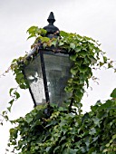 PARTHENOCISSUS TRICUSPIDATA,  BOSTON IVY,  DECIDUOUS CLIMBER