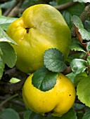 CHAENOMELES SPECIOSA,  JAPONICA,  FRUIT