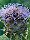 CYNARA CARDUNCULUS,  CARDOON.