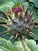 CYNARA CARDUNCULUS,  CARDY FLOWER BUD