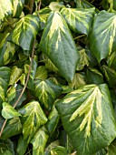 HEDERA COLCHICA SULPHUR HEART, (SYN. HEDERA COLCHICA PADDYS PRIDE)