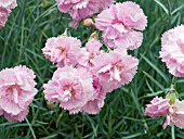 DIANTHUS ROSE DE MAI