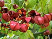 EUONYMUS PLANIPES,  FRUITS