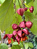 EUONYMUS PLANIPES,  FRUITS,  DECIDUOUS LARGE SHRUB