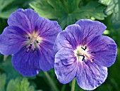 GERANIUM GRAVETYE,  HARDY PERENNIAL